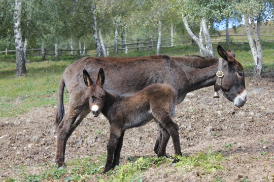 berera-marilena-3-2013